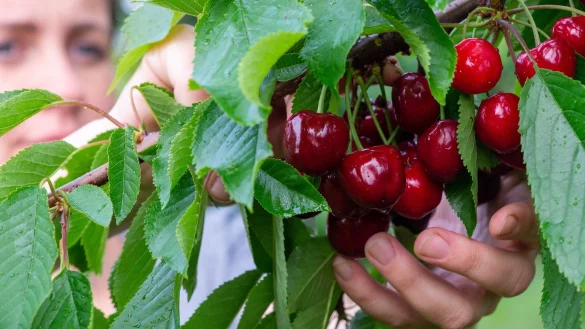 - &copy; Klaus-Dietmar Gabbert/dpa-tmn