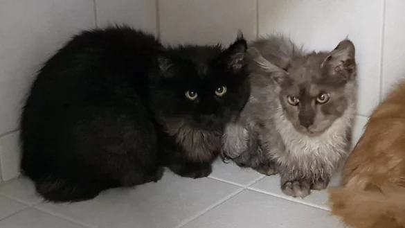 - &copy; Facebook Tierheim Eichenhof