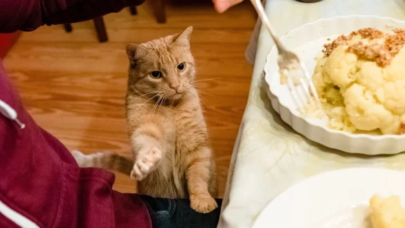 Katze am Esstisch - &copy; Foto: Markus Scholz