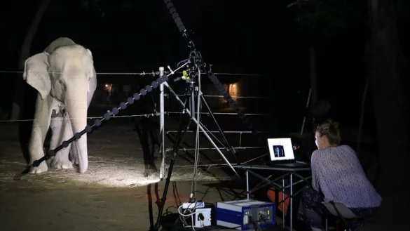 Asiatische Elefanten quietschen mit den Lippen - &copy; Foto: Gunnar Heilmann/Universit&auml;t Wien/dpa