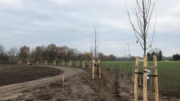 Die jungen Linden stehen aktuell noch mitten auf einem Feld. K&uuml;nftig werden sie die Oerlinghauser Stra&szlig;e s&auml;umen. - &copy; Thomas Reineke