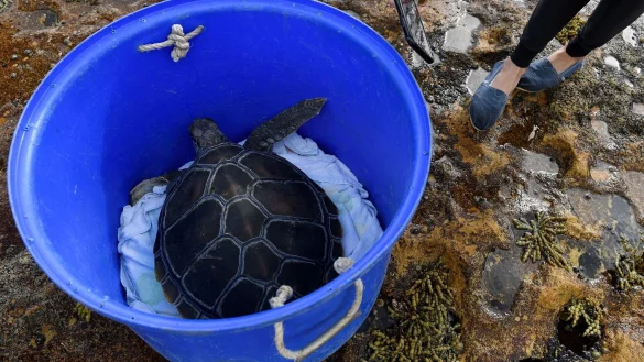 Meeresschildkr&ouml;te Lizzie - &copy; Foto: Bianca De Marchi/AAP/dpa