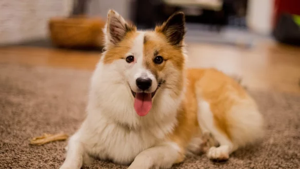 Pflege beim Hund - &copy; Foto: Julian Stratenschulte