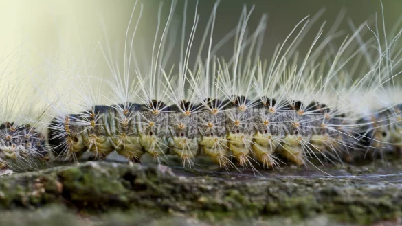 Eine Raupe des Eichenprozessionsspinners kriecht auf einem Eichenstamm entlang. - &copy; Patrick Pleul
