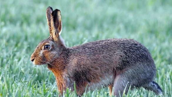 Feldhase - &copy; Foto: Patrick Pleul
