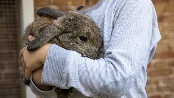 Bei Kaninchen Schmerzen erkennen - © Foto: Christin Klose/dpa-tmn