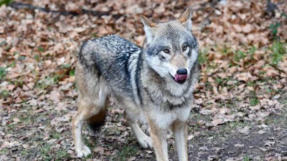 Ein Wolf im Tierpark Olderdissen - &copy; Christian Weische