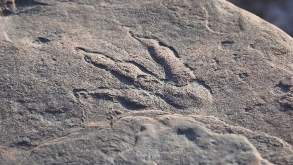 Dinosaurier-Fu&szlig;abdruck - &copy; Foto: Amgueddfa Caerdydd/PA Media/dpa