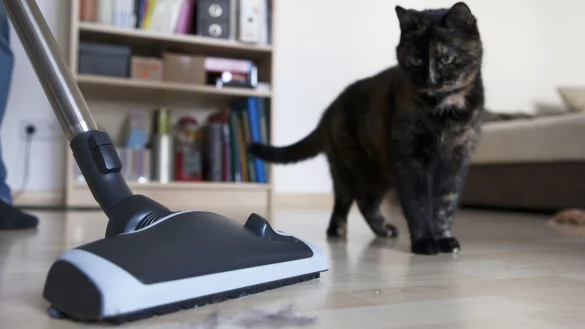 Staubsauger und Katze - &copy; Foto: Silvia Marks/dpa-tmn