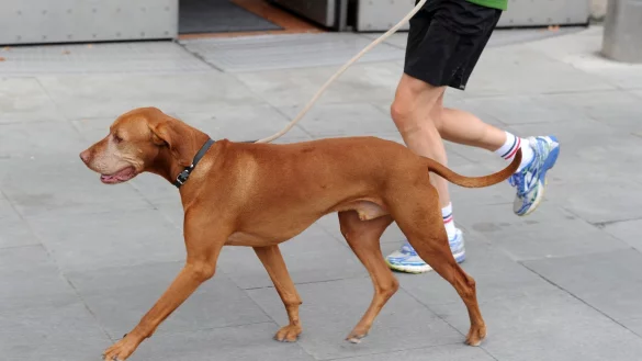 Joggen mit dem Hund - &copy; Foto: Tobias Hase