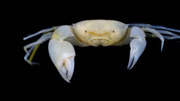 Neue Mini-Krabbe entdeckt - &copy; Foto: Jose C. E. Mendoza