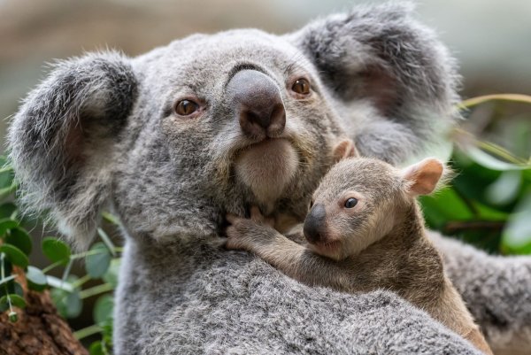 Die kleinen Baby-Koalas haben ihre Beutel verlassen. - © Birgger Meierjohann/Wilhelma Stuttgart/dpa