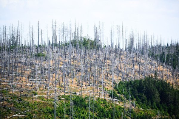 Schädlinge wie der Borkenkäfer, Trockenheit und Klimawandel setzen dem deutschen Wald schwer zu. (Archivbild) - © Julian Stratenschulte/dpa