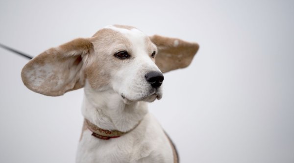 Nicht jeder Hund braucht eine regelmäßige Ohrenreinigung. Hunde mit Schlappohren können aber eine Ausnahme sein. - © Sebastian Gollnow/dpa/dpa-tmn