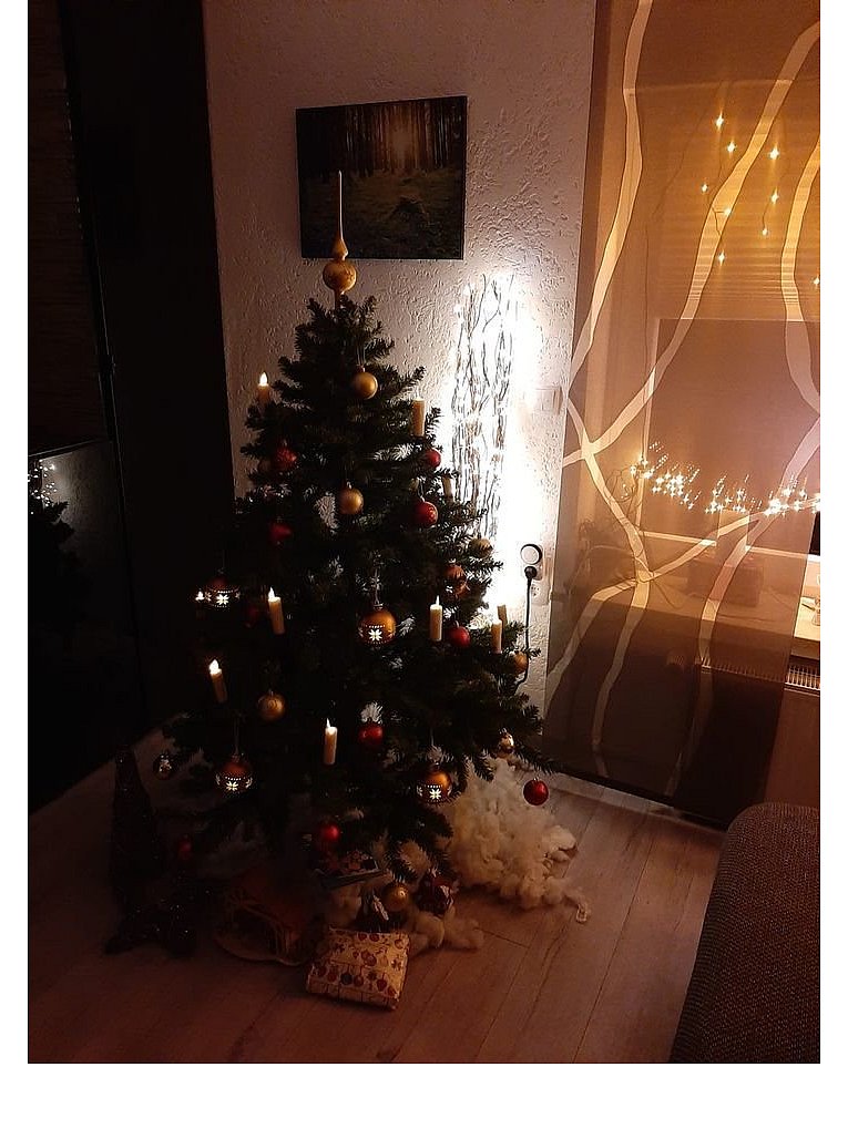 Weihnachtsbäume in Lippe