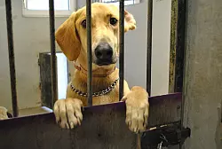 Was aus den Hunden und Katzen wird, ist unklar. - &copy; Foto: Uwe Pollmeier