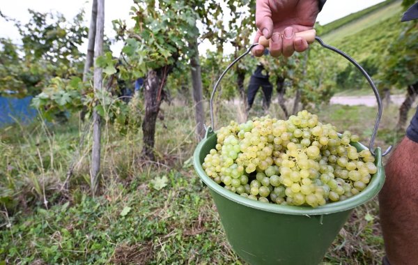 Die Weinernte 2024 fällt voraussichtlich fast fünf Prozent geringer aus als im Vorjahr. (Archivbild) - © Bernd Weißbrod/dpa