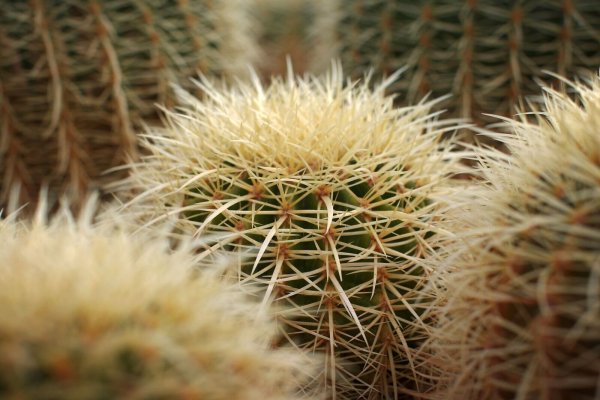Achtung piksig: Kakteen dürfen in Plettenberg künftig nicht mehr in städtischen Gebäuden stehen. (Symbolbild) - © picture alliance / dpa