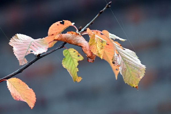 Pünktlich zum Ferienbeginn gibt es Herbstwetter in Nordrhein-Westfalen. (Symbolbild) - © Federico Gambarini/dpa