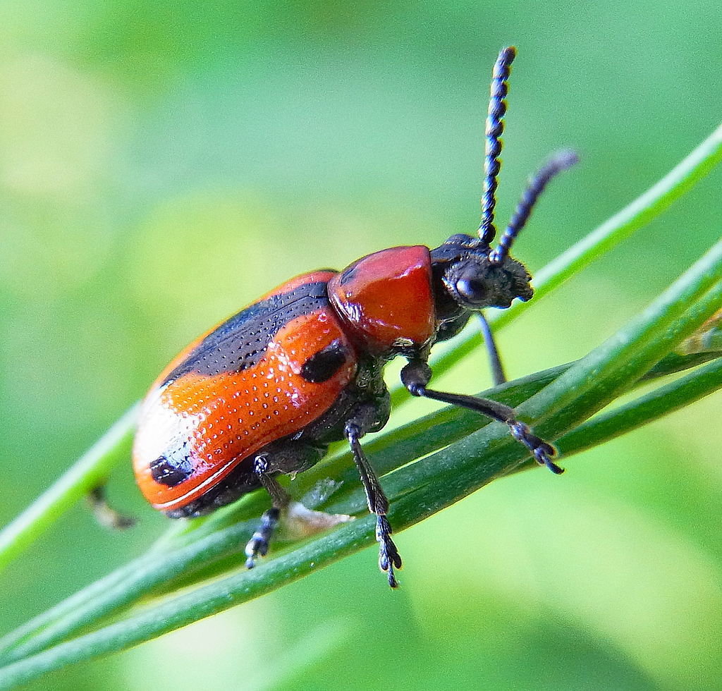 Spargelfan: Der f&uuml;nfpunktige Spargelk&auml;fer